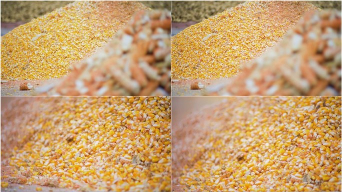丰收的玉米堆丨4K丨实拍