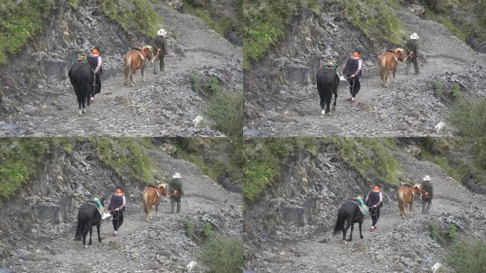 拉马的人马走山路