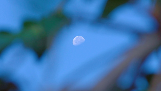 树缝中的明月丨4K丨原创