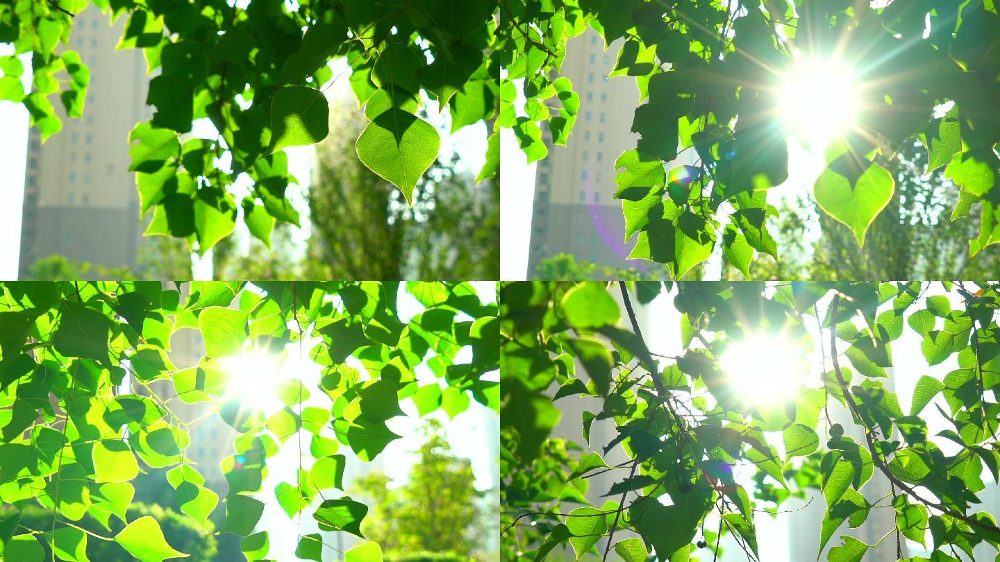 清晨树叶阳光夏天小清新