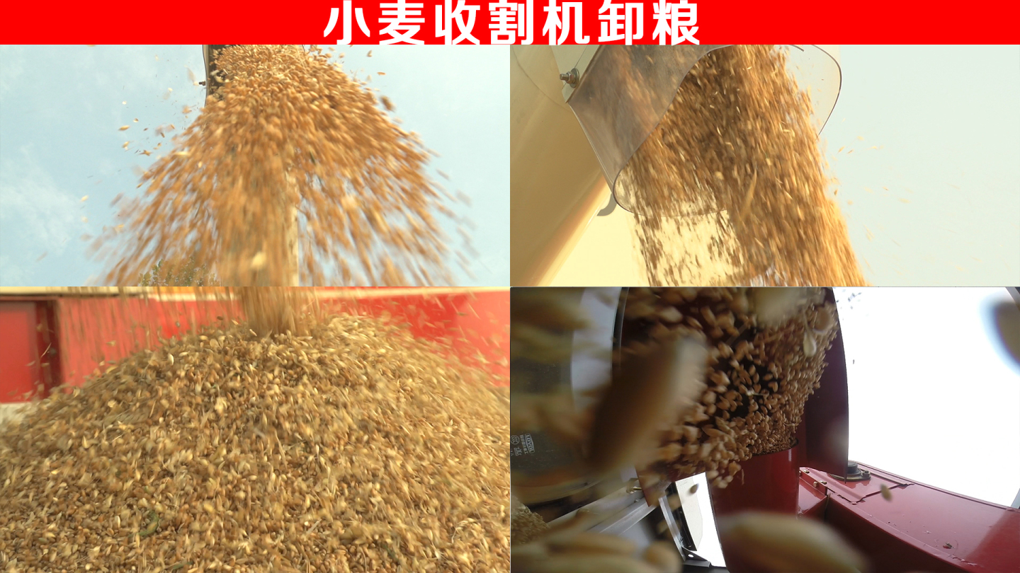 小麦卸粮-高速镜头