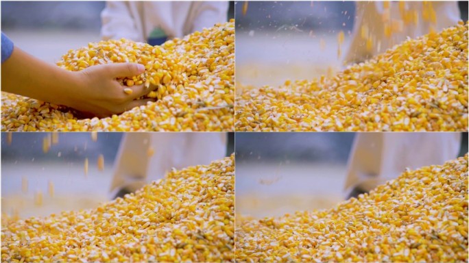 手撒玉米慢镜头丨HD丨升格拍摄