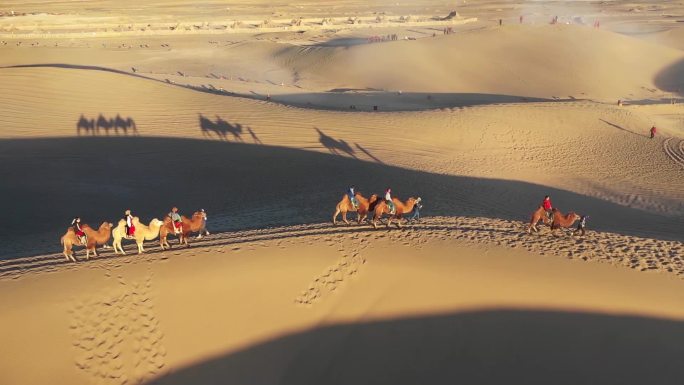 航拍沙漠中的驼队