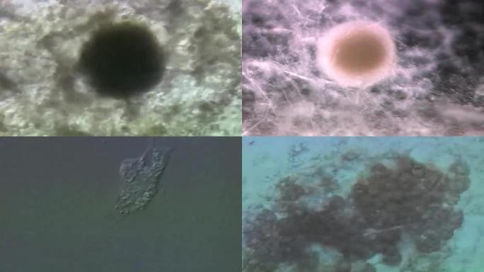 海洋生物生命诞生、胚胎