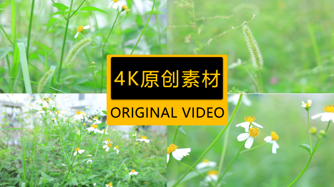 4K植物狗尾草实拍绿植杂草特写小草花朵