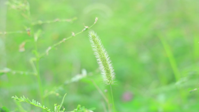 4K植物狗尾草实拍绿植杂草特写小草花朵