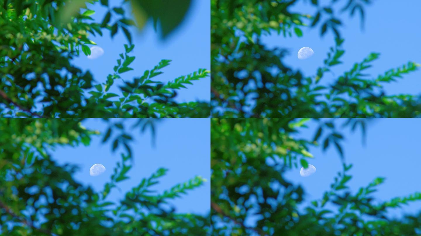树梢上月亮丨4K丨原创