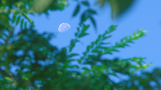 树缝中的月亮丨4K丨原创