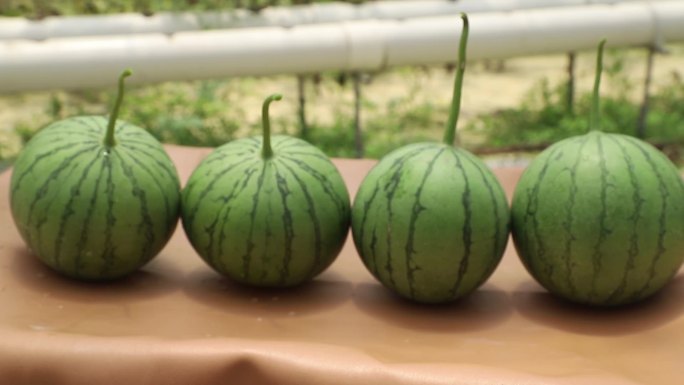 水培西瓜精品农业