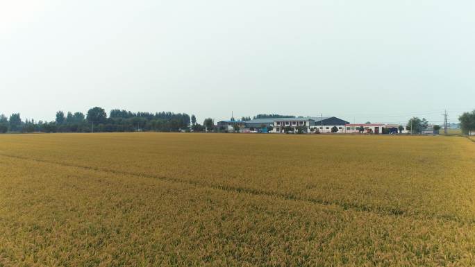航拍即将成熟的水稻田