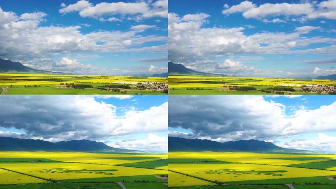 航拍青海门源胜景百里花海