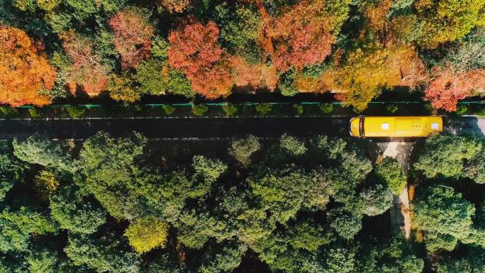 黄色幼儿园校车行驶在红枫林间的小路航拍