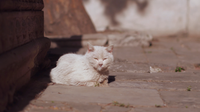 版权可商用故宫御猫4K