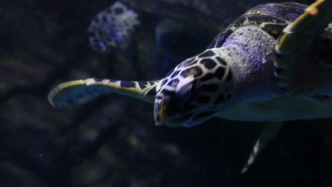 海龟在海洋中游来游去