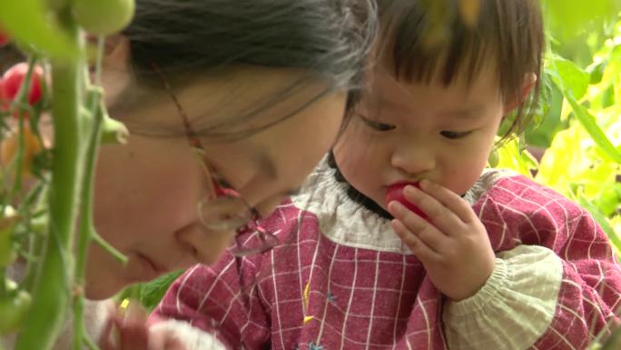 小番茄圣女果及采摘活动视频素材合集