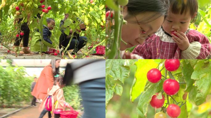 小番茄圣女果及采摘活动视频素材合集