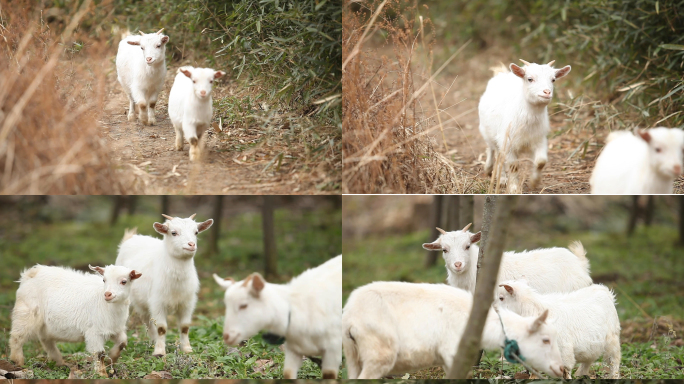 小山羊绵羊