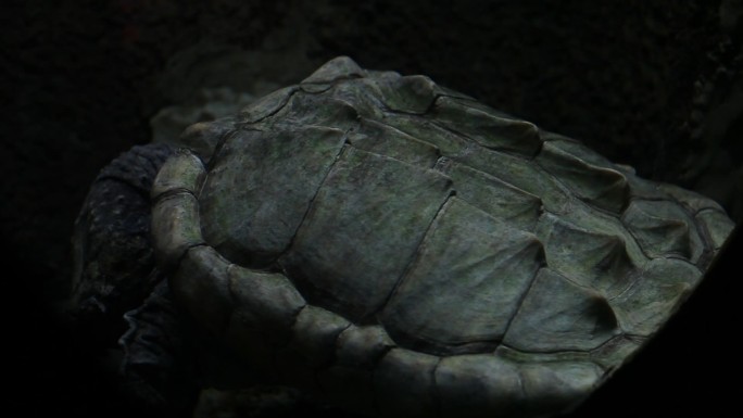 一只鳄龟乌龟悬浮在水中