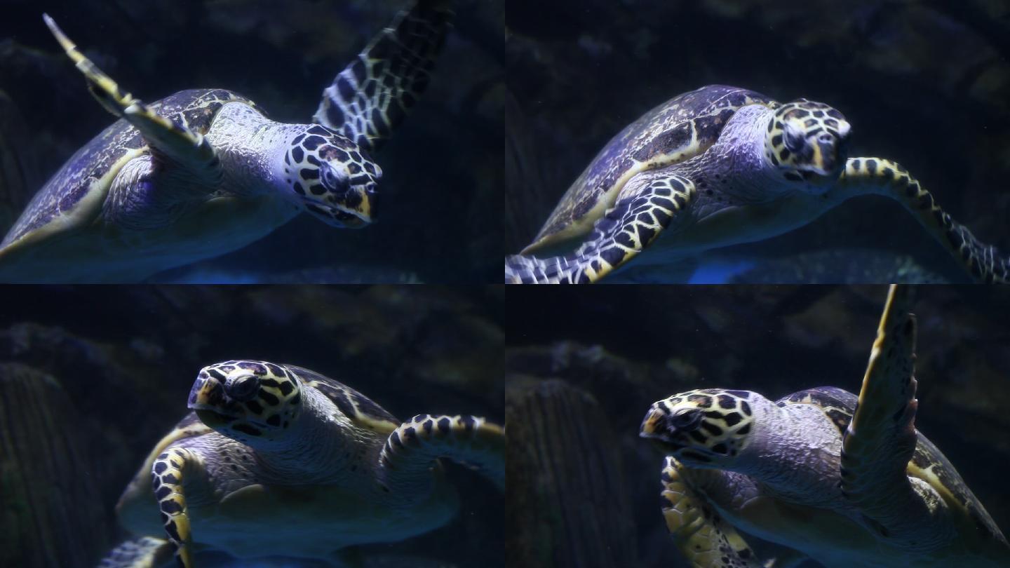 一只海龟在水中游来游去