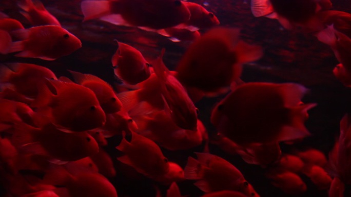 密密麻麻的红色海鱼