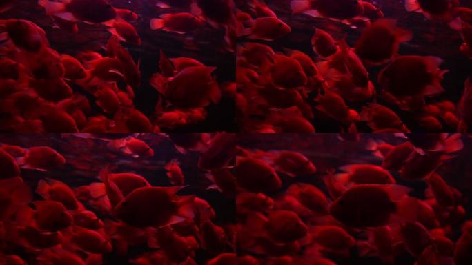 密密麻麻的红色海鱼