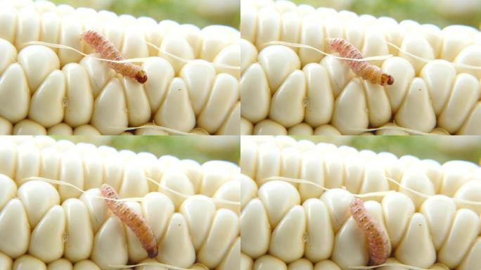 实拍玉米上的昆虫幼虫