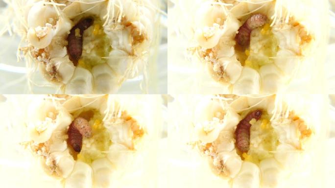 实拍玉米里的害虫