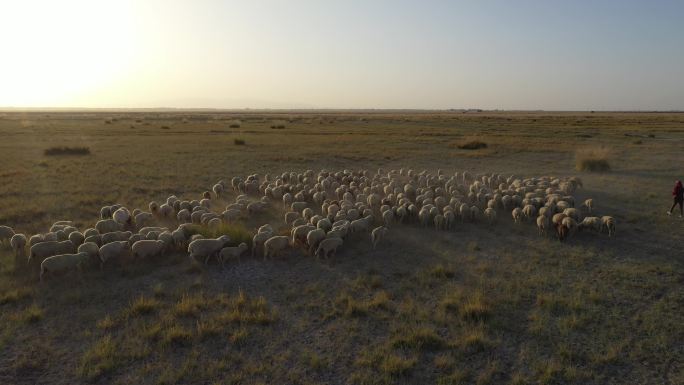 航拍夕阳西下的羊群