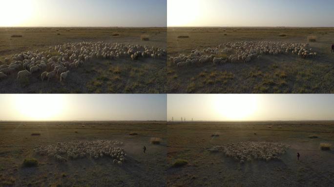 航拍夕阳西下的羊群