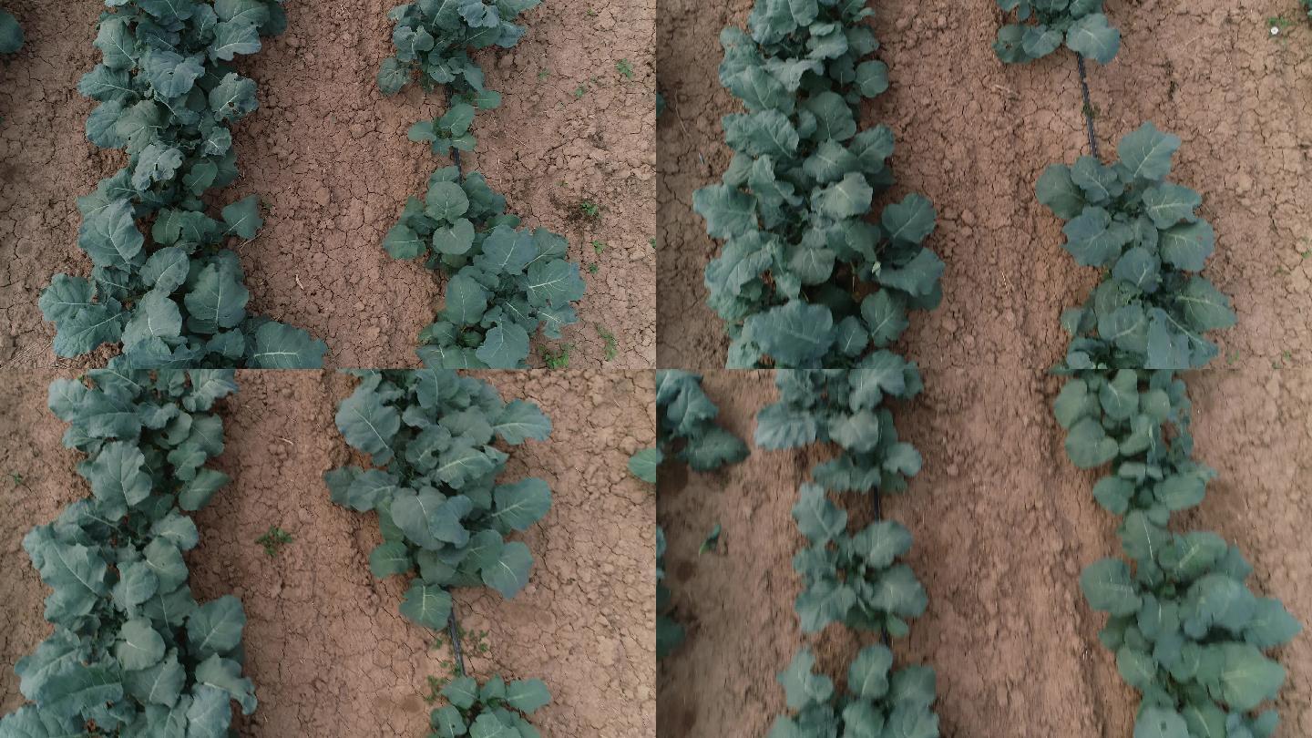 菜花种植西蓝花（4K50帧）