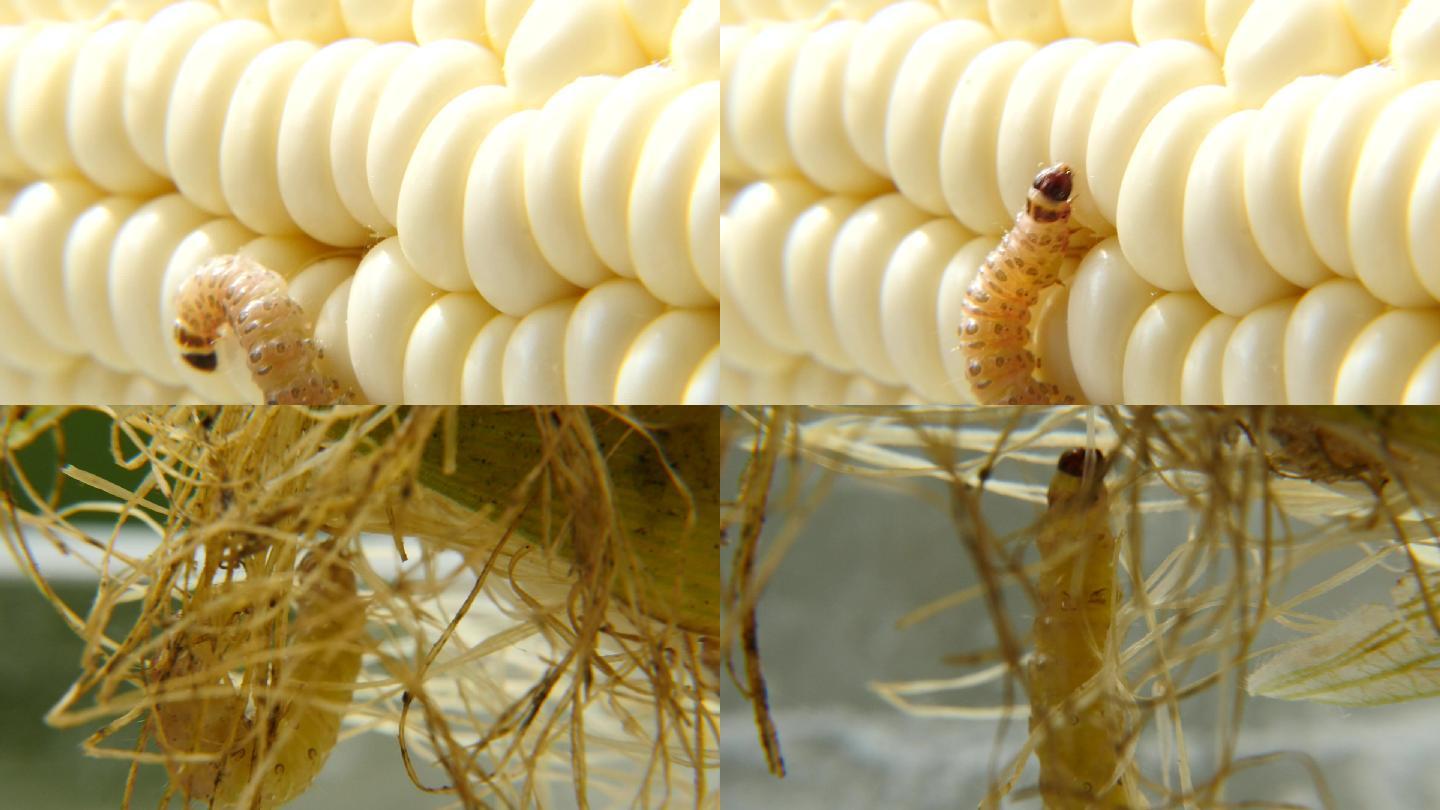 实拍玉米螟幼虫