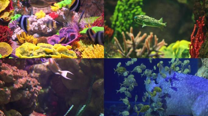海洋生物鱼类海底世界水族馆海洋馆