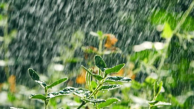 太阳雨下的小草，下雨天植物视频素材