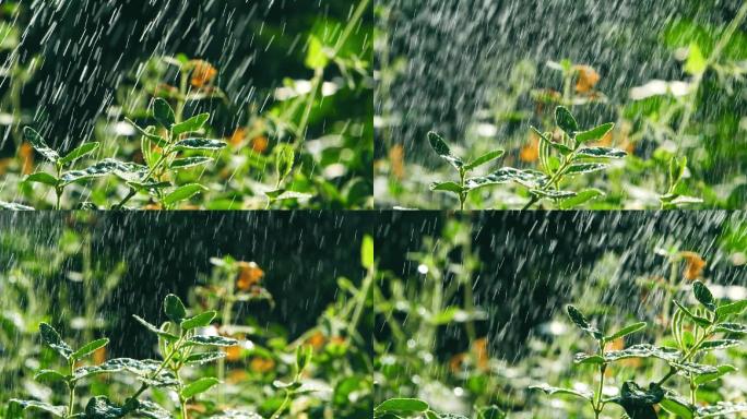 太阳雨下的小草，下雨天植物视频素材