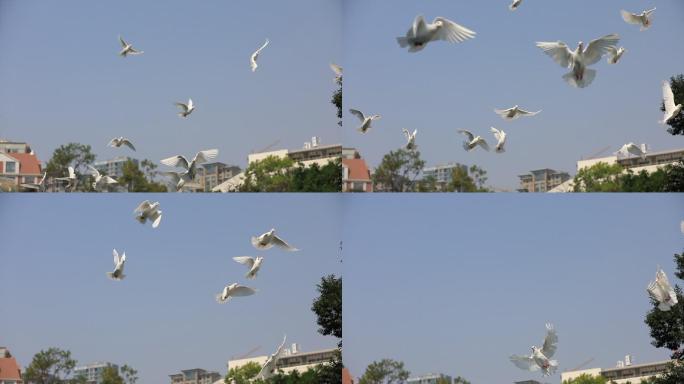 白鸽飞翔和平鸽放飞