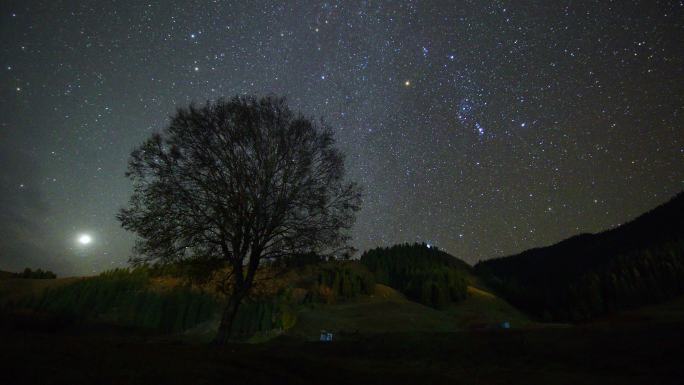 美丽乡村唯美树木星空