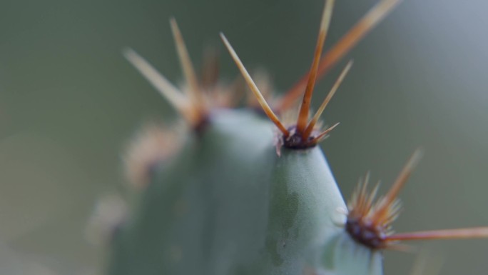 仙人掌仙人球种植仙人掌仙人掌素材果实