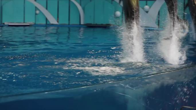 海豚表演跳跃海豚戏水海豚仰泳海洋馆海豚