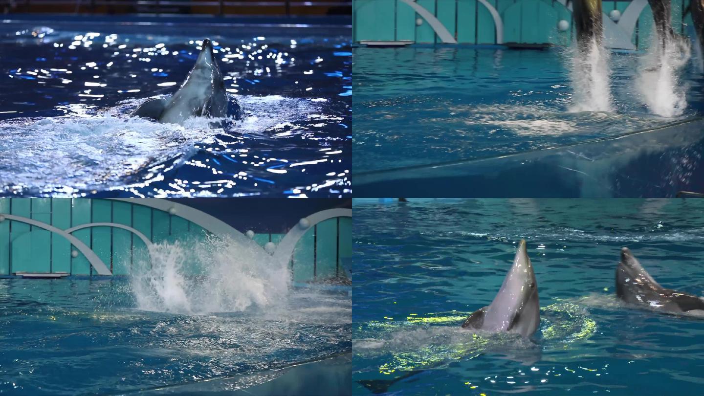海豚表演跳跃海豚戏水海豚仰泳海洋馆海豚