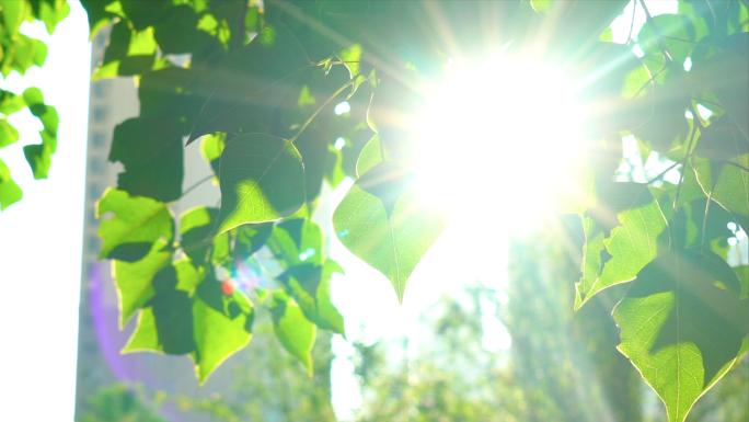 4K清晨阳光-小区太极老人