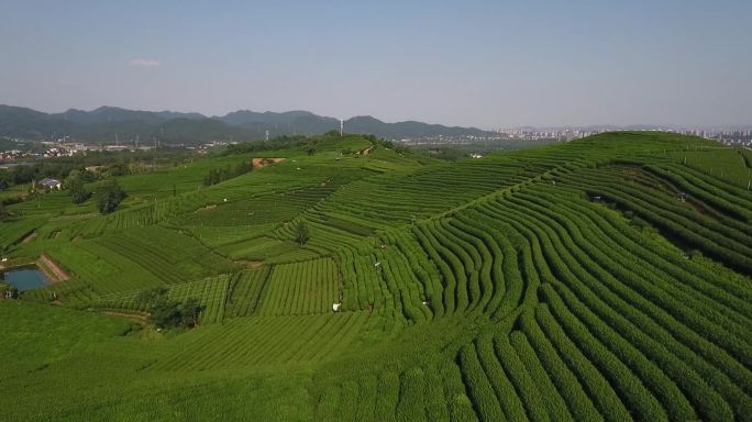 龙坞茶园