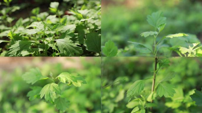 艾草原创视频