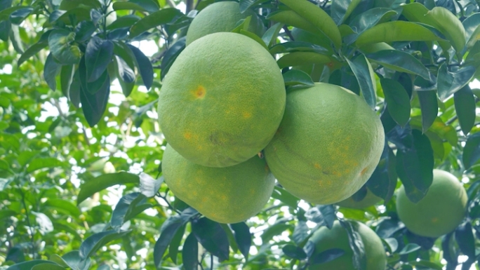 【原创】青色柚子种植基地实拍