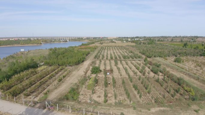 河边的果树葡萄种植基地