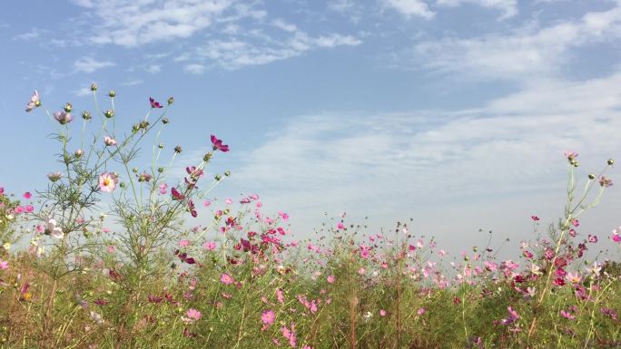 实拍春天秋天野花野草美景