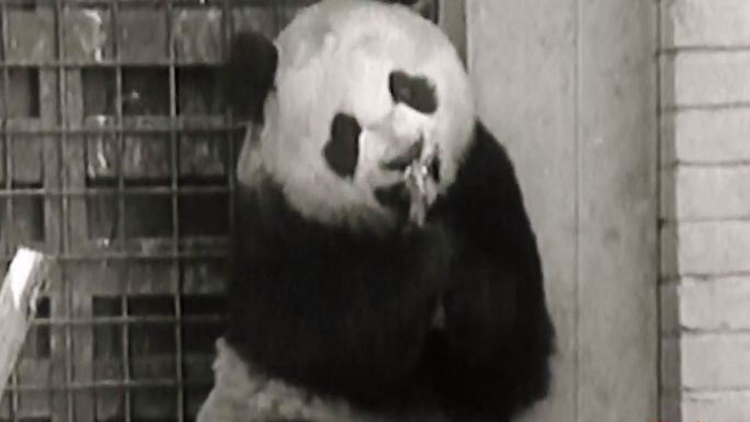 熊猫动物园70年代