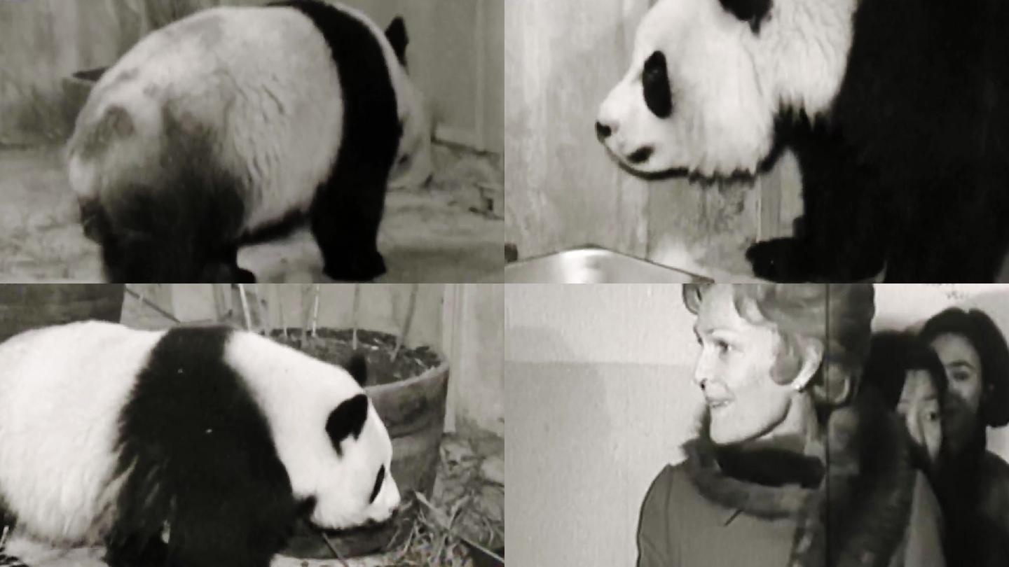 熊猫动物园70年代