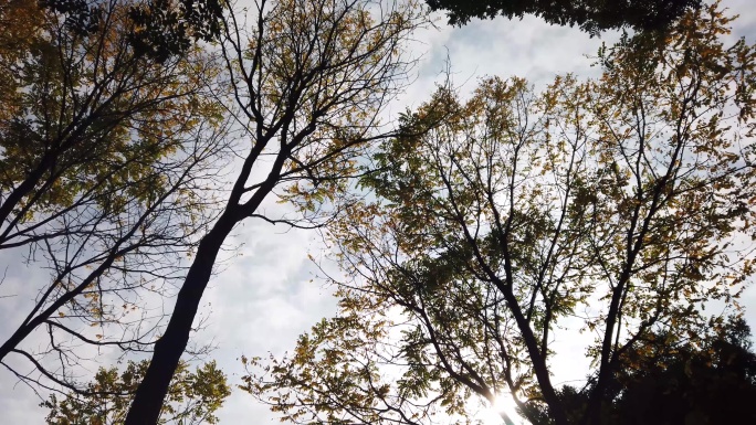 树叶透过阳光记录秋天的味道