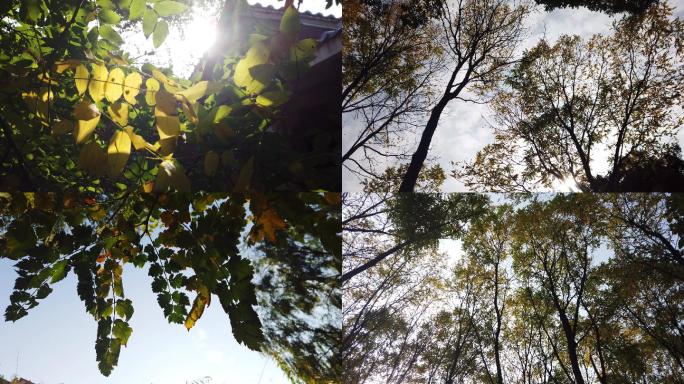 树叶透过阳光记录秋天的味道