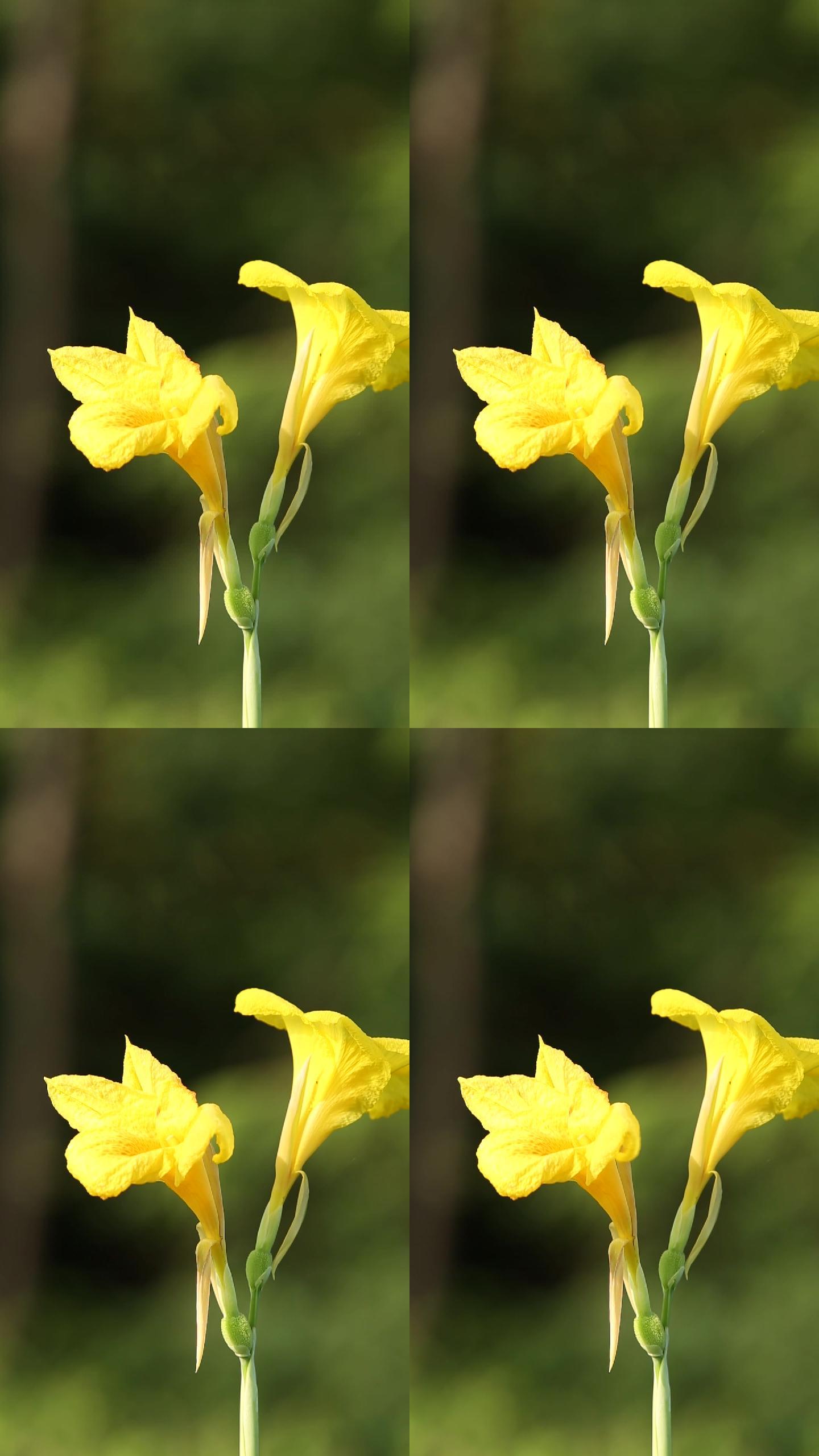 黄色花2朵竖版实拍节气视频